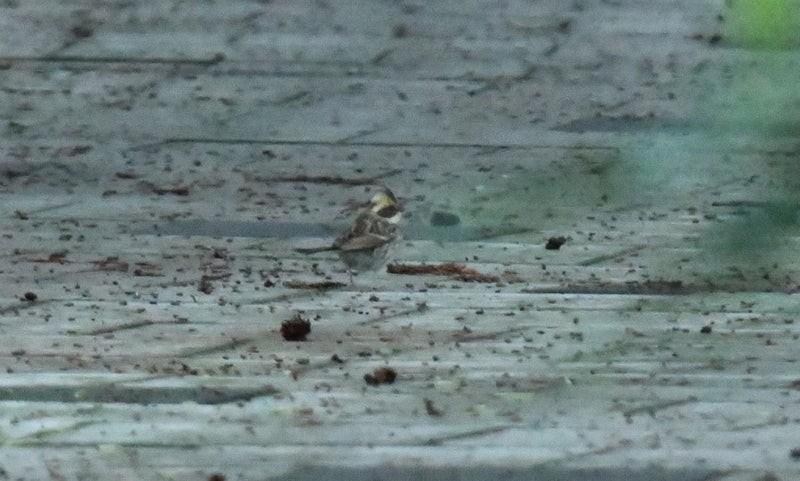 Yellow-throated Bunting - ML637685735