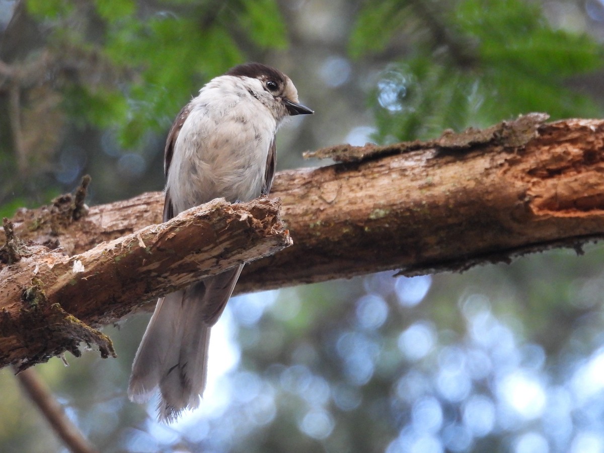 Canada Jay - ML637685736
