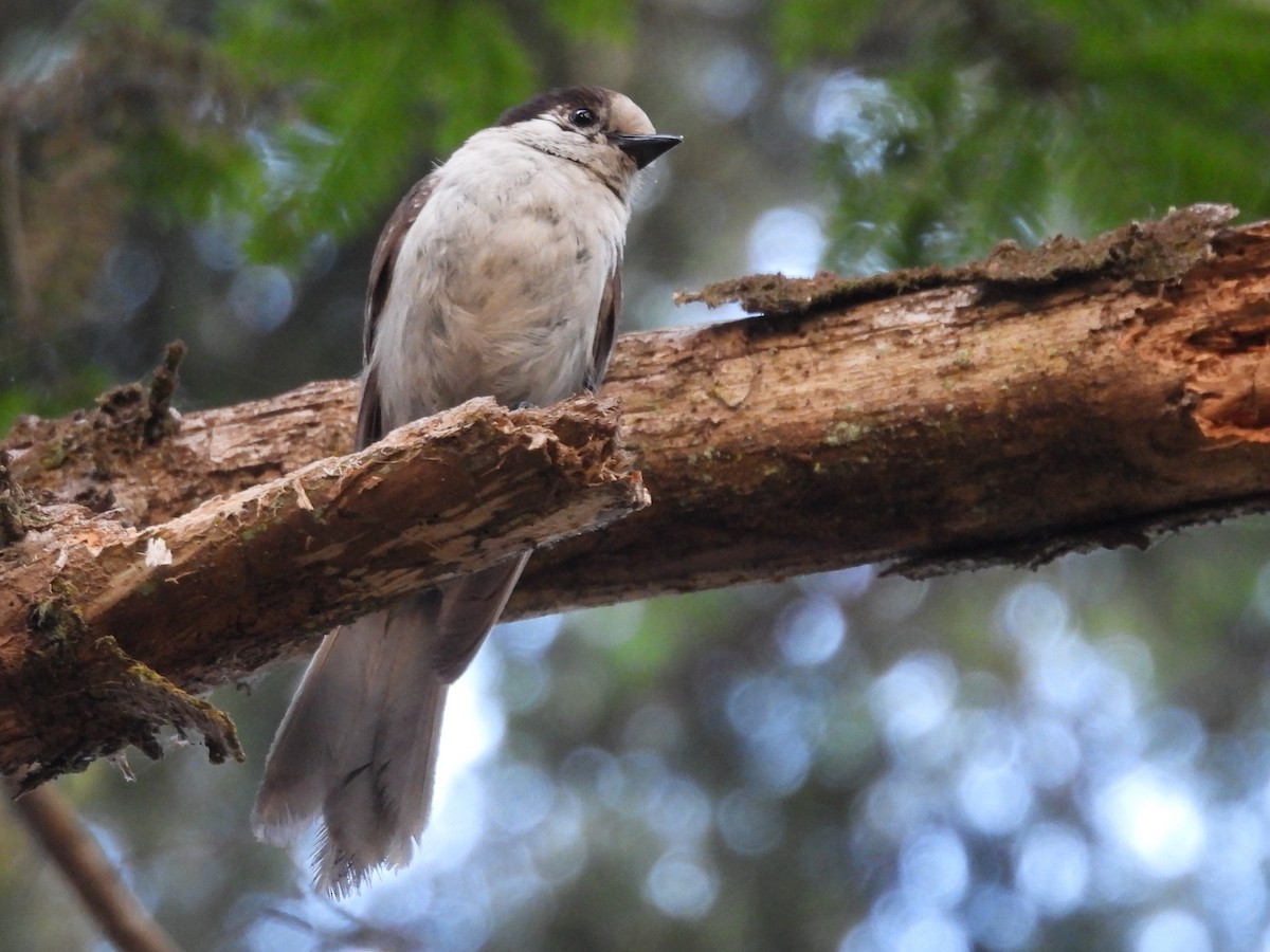 Canada Jay - ML637685737