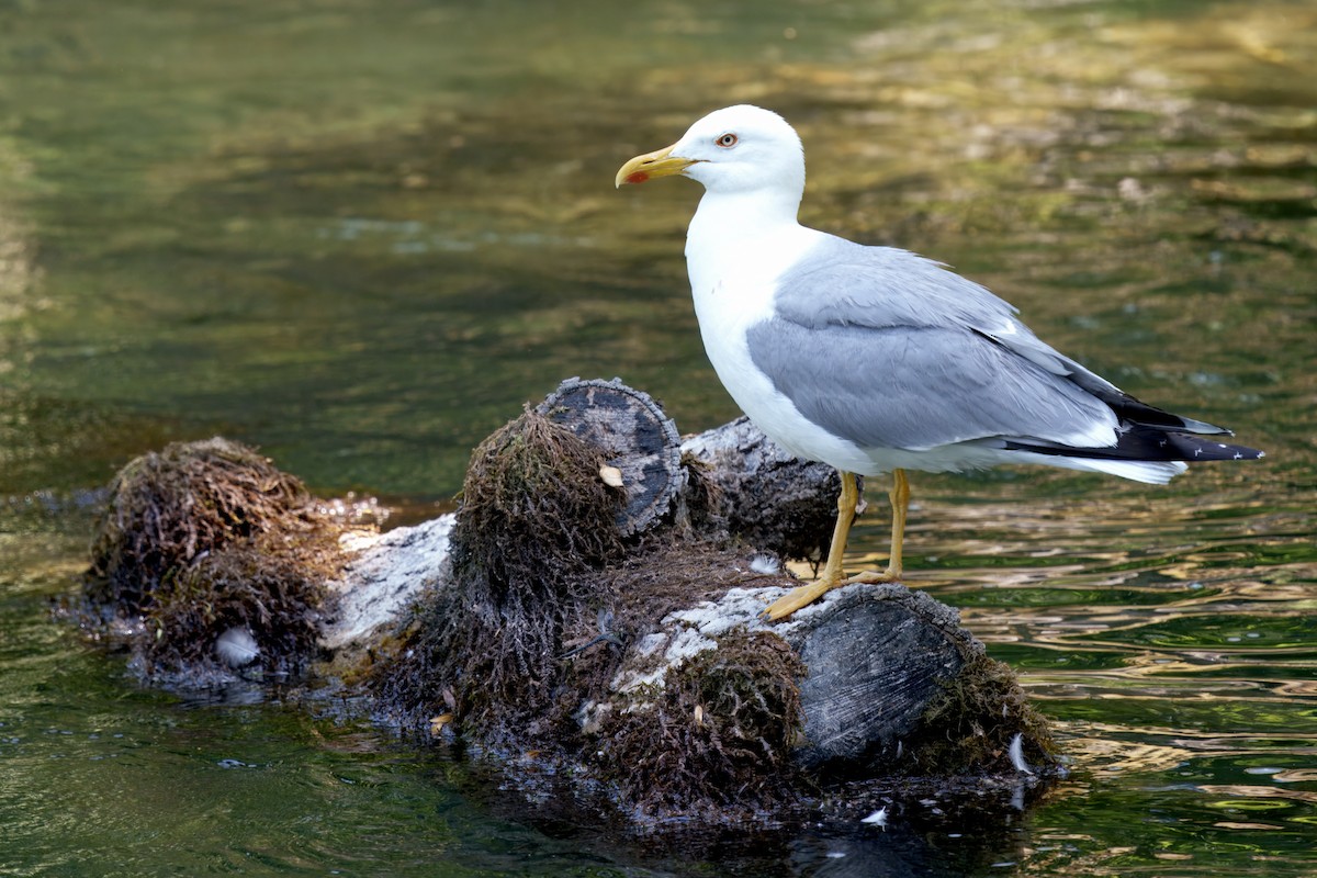 Yellow-legged Gull - ML637685742