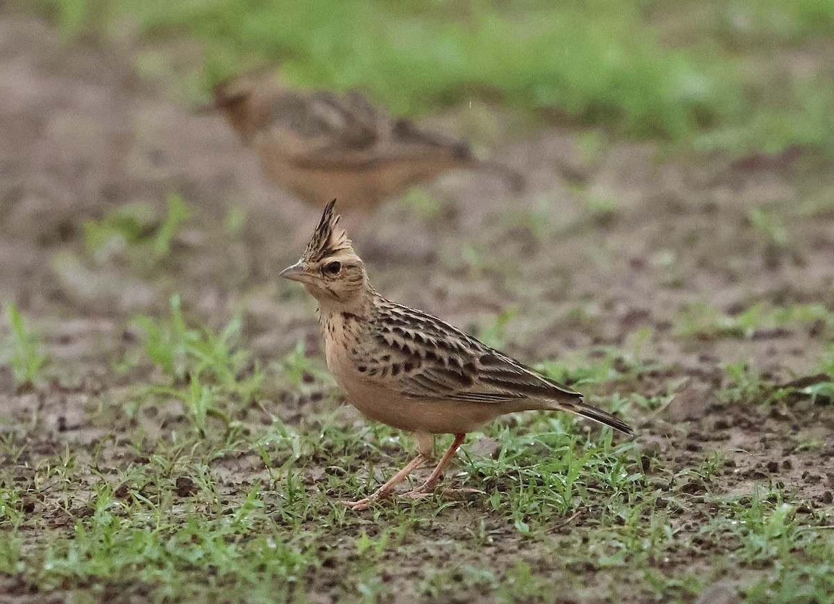 Tawny Lark - ML637685784