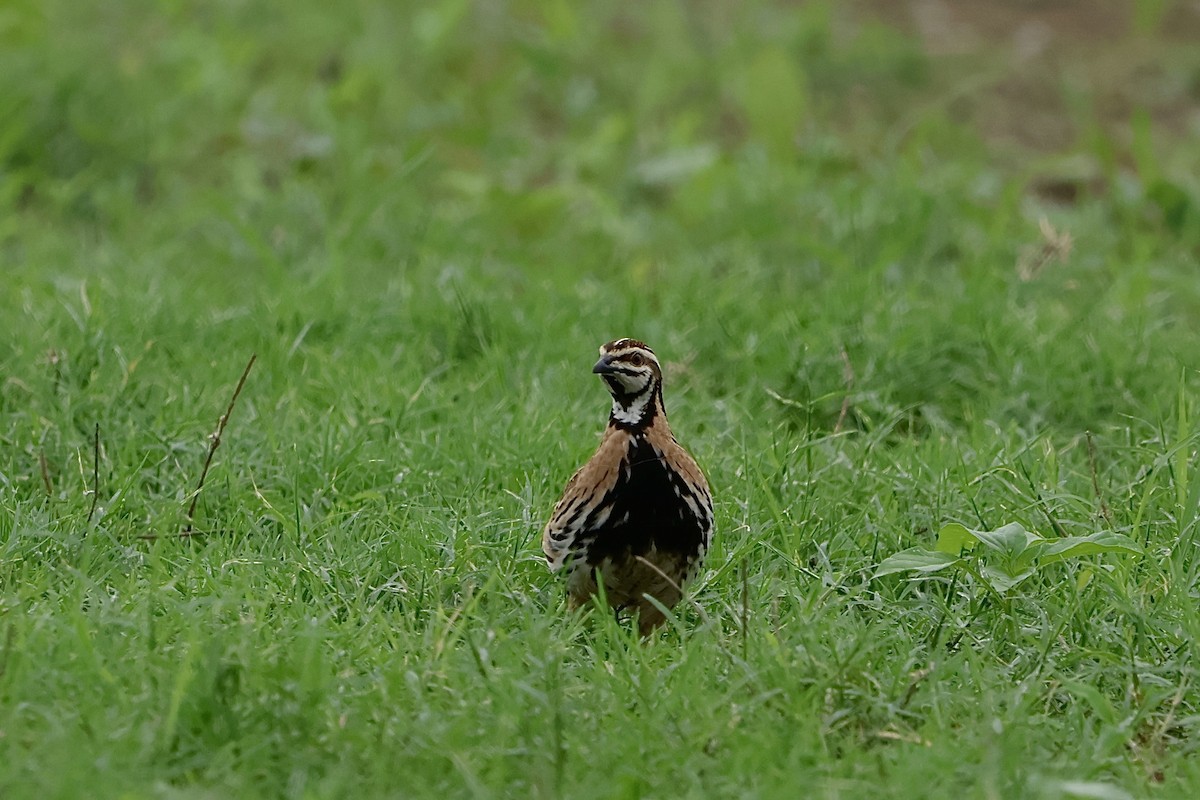Rain Quail - ML637685804