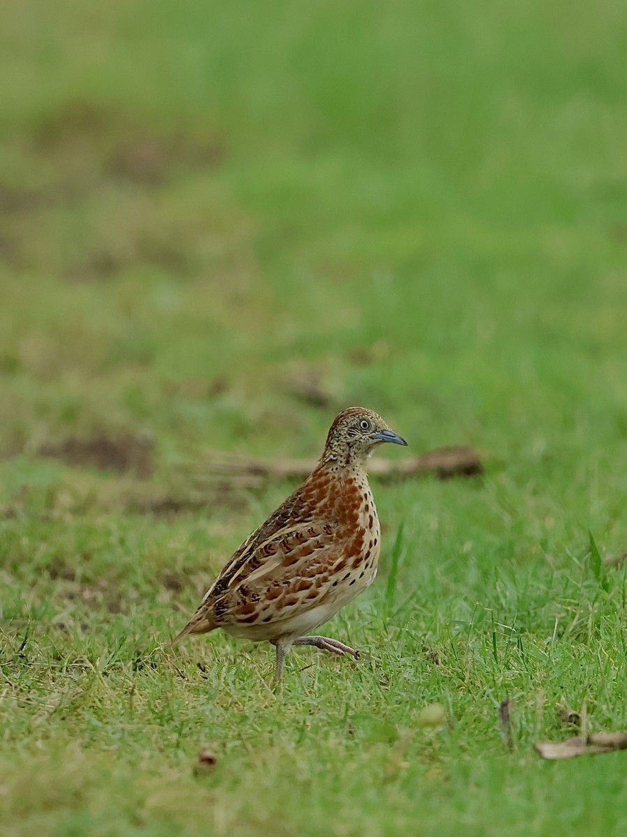 Small Buttonquail - ML637685806
