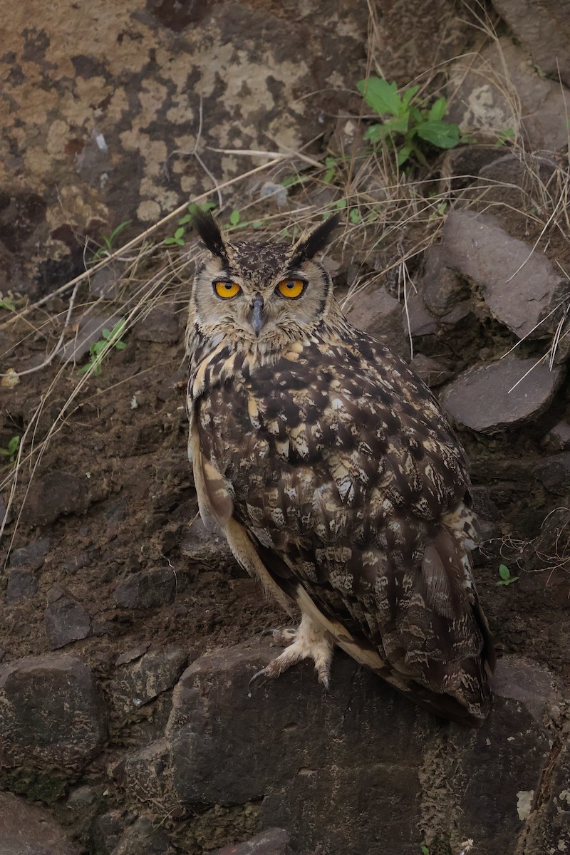 Rock Eagle-Owl - ML637685825