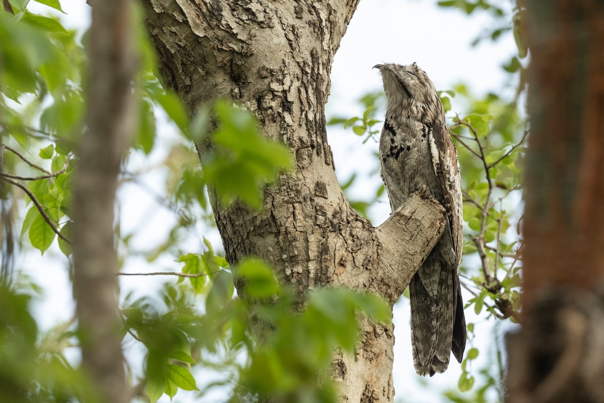 Northern Potoo - ML637685839