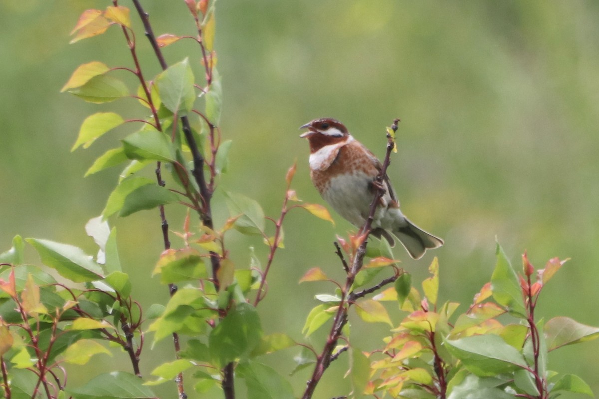 Pine Bunting - ML637685900