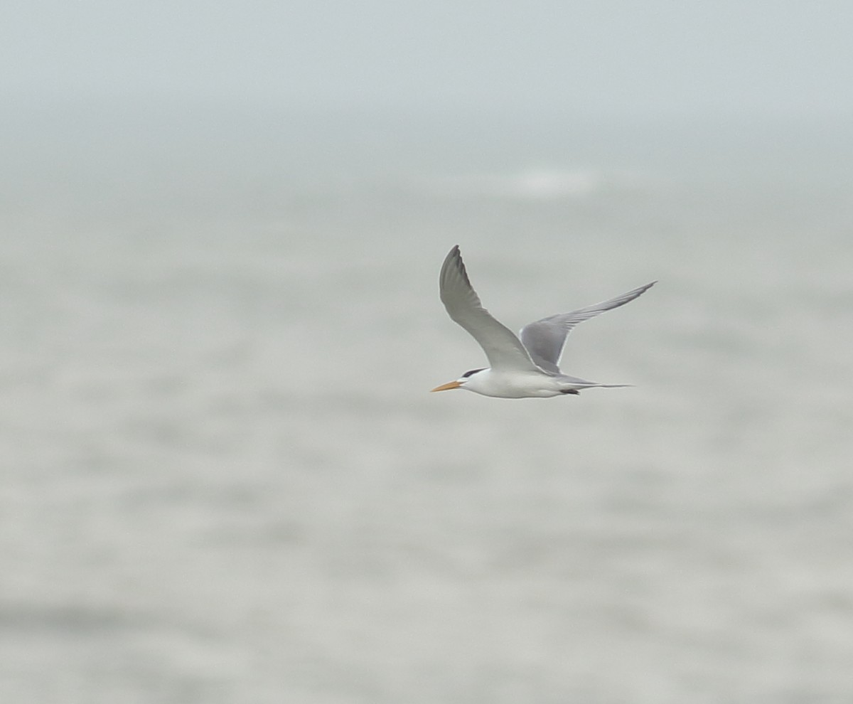 Great Crested Tern - ML637685988
