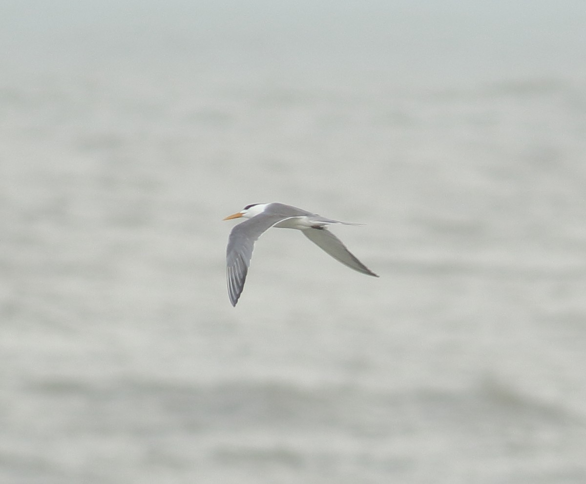 Great Crested Tern - ML637685989