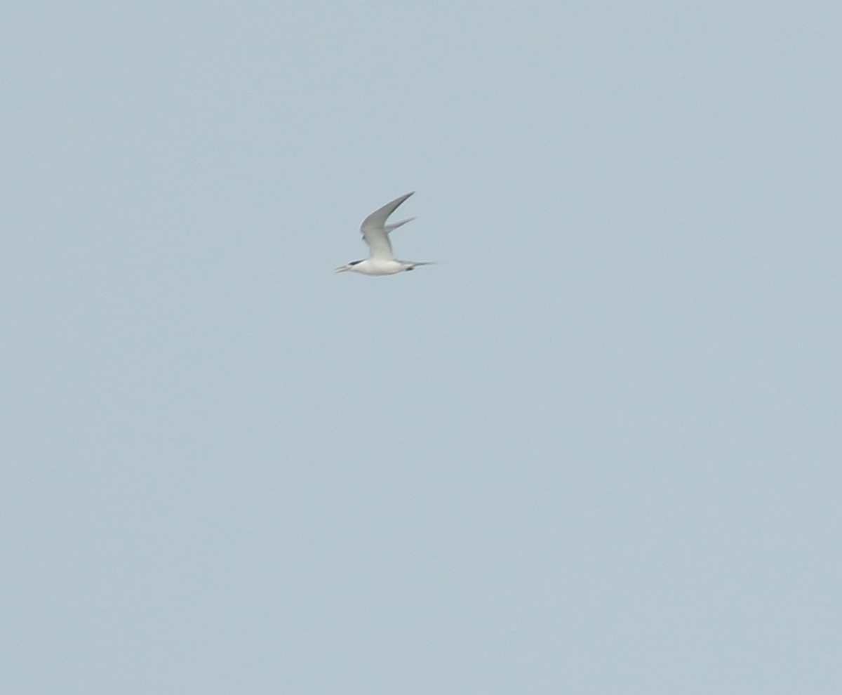 Great Crested Tern - ML637685994
