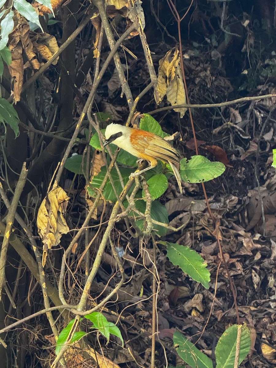 White-crested Laughingthrush - ML637686117