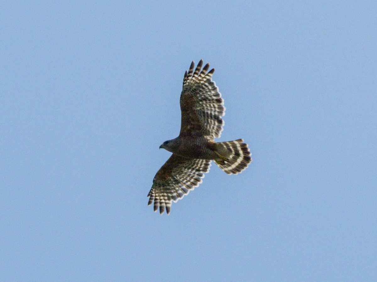 Red-shouldered Hawk - ML637686160