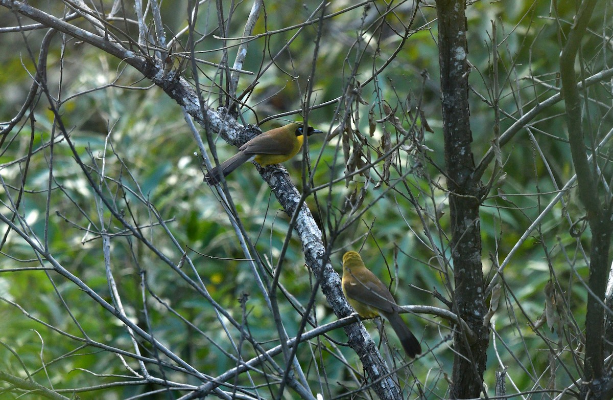 Yellow-throated Laughingthrush - ML637686176