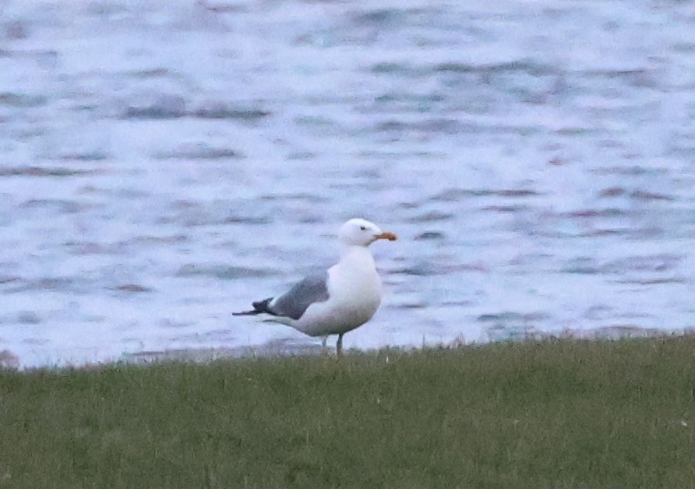 Mongolian Gull - ML637686177