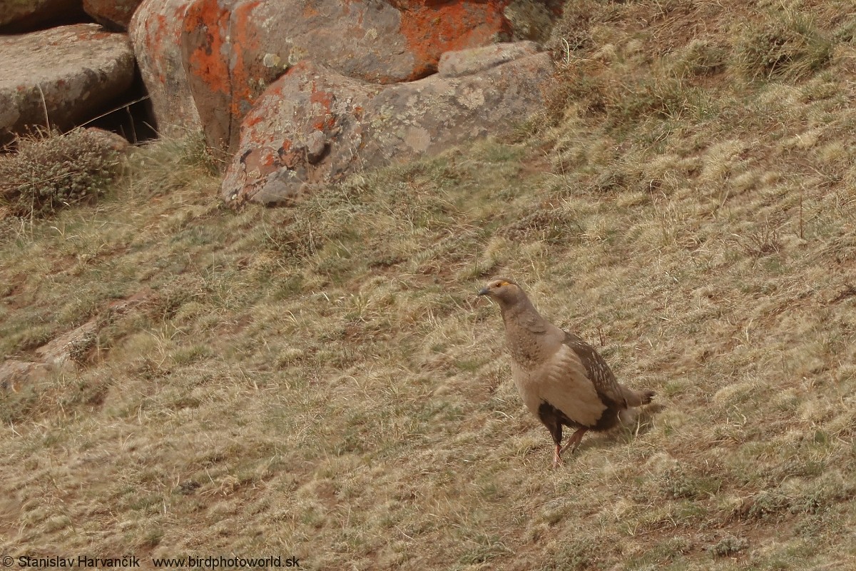 velekur altajský - ML637686188