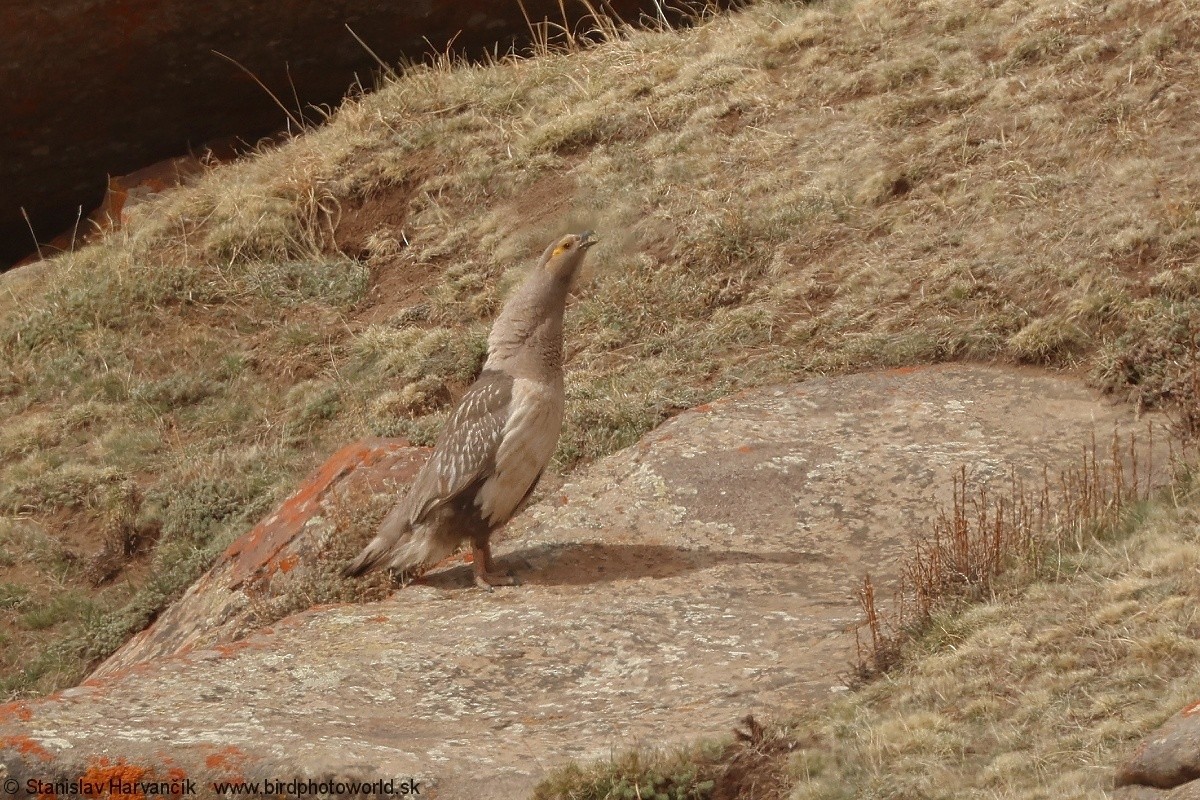 velekur altajský - ML637686190