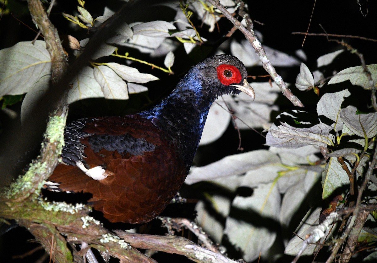 Mrs. Hume's Pheasant - ML637686200