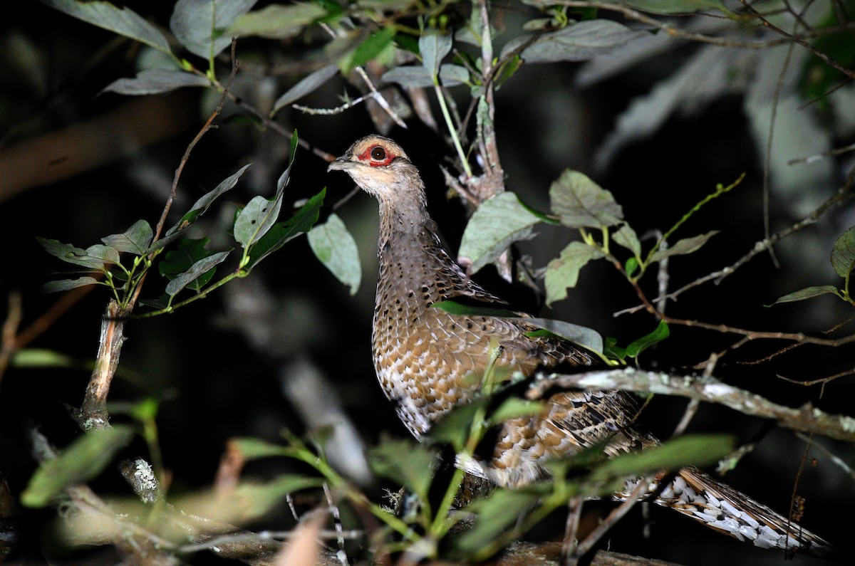 Mrs. Hume's Pheasant - ML637686201