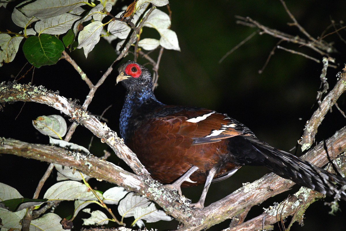 Mrs. Hume's Pheasant - ML637686203