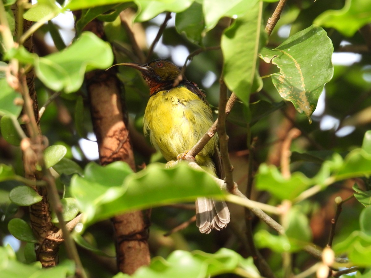 strdimil hnědolící - ML637686204