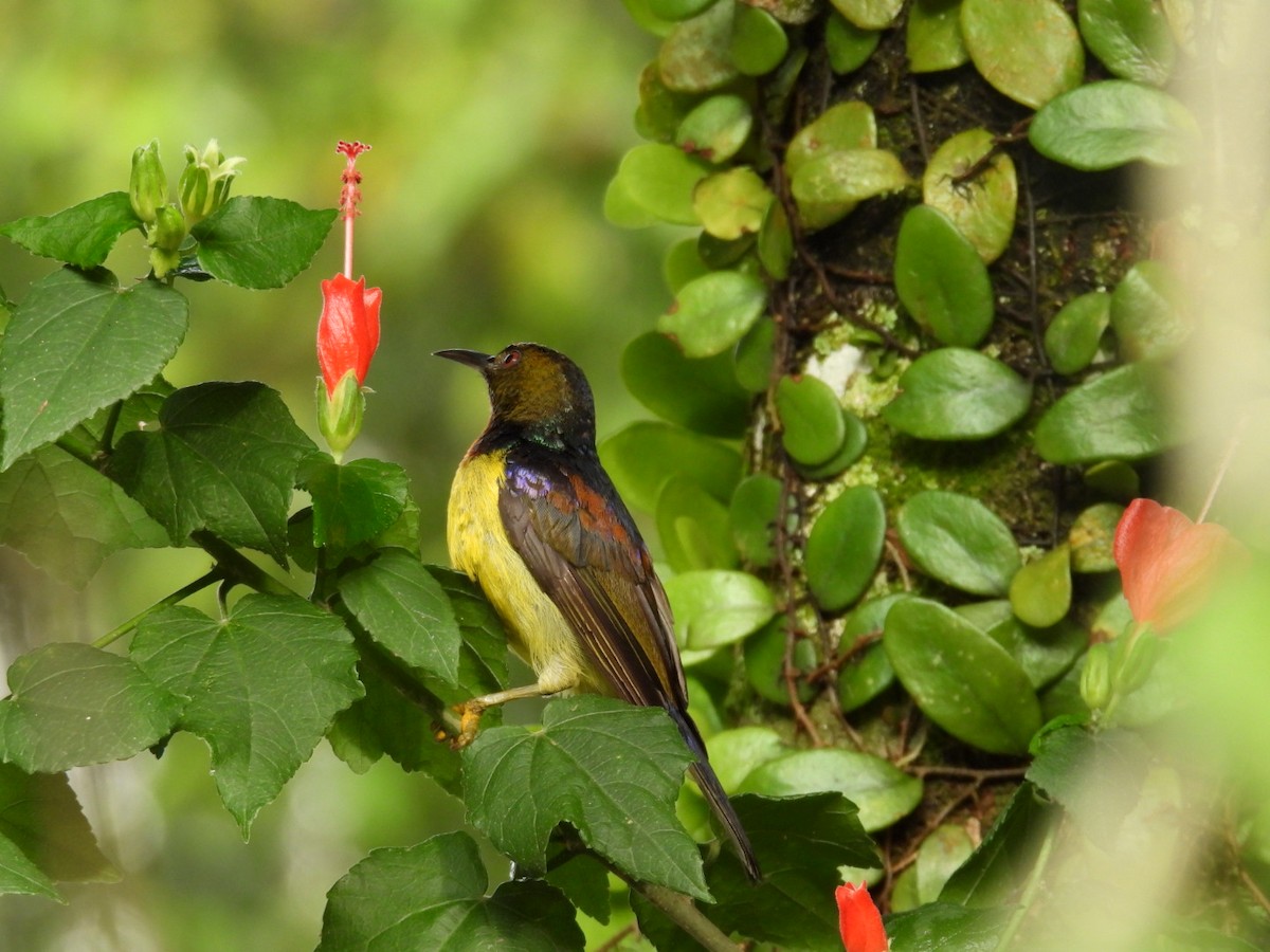 strdimil hnědolící - ML637686205