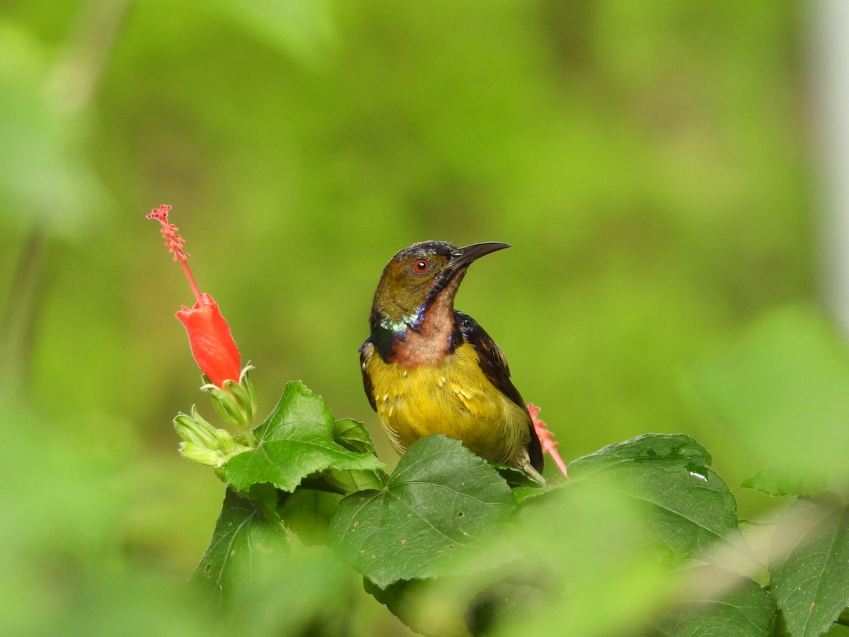 strdimil hnědolící - ML637686206