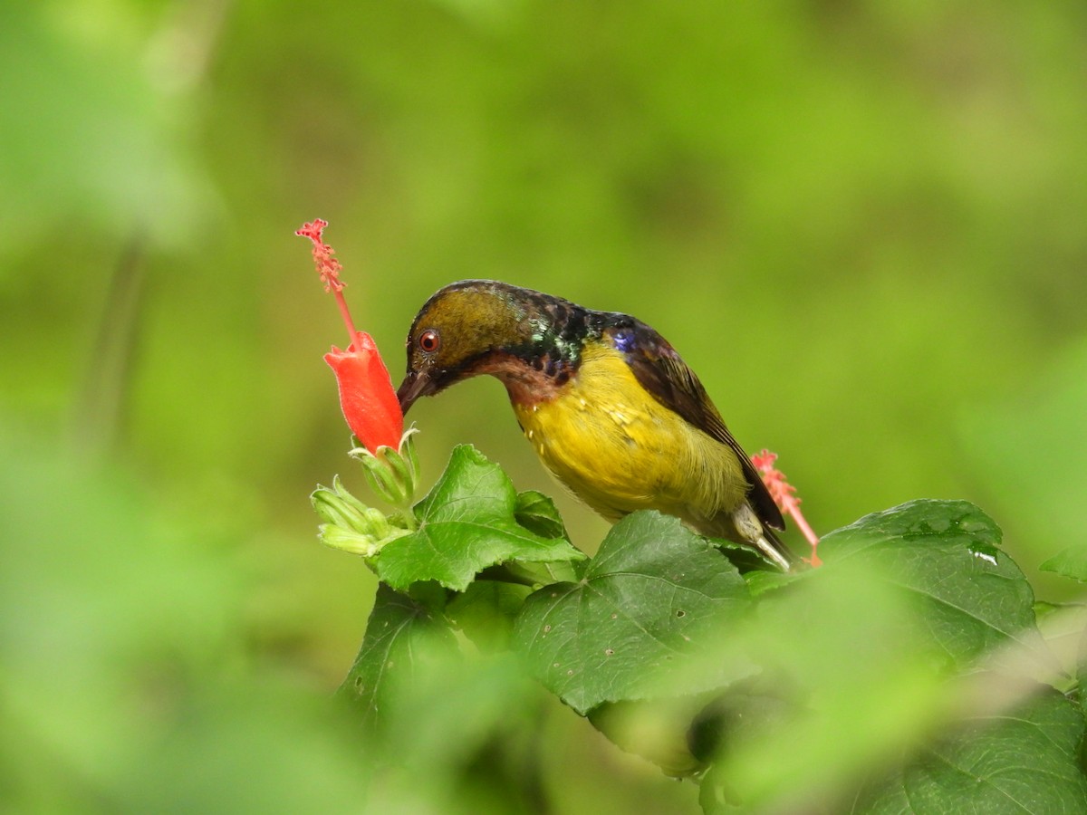 strdimil hnědolící - ML637686207