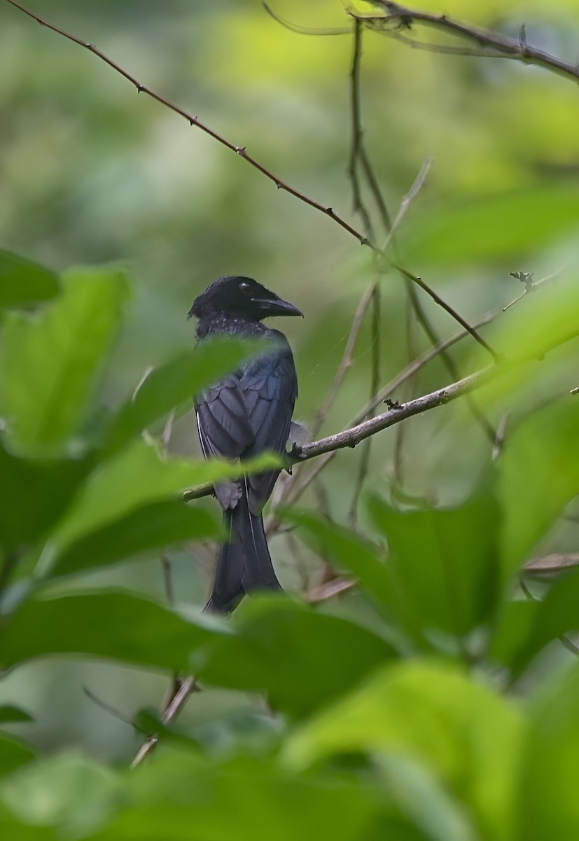 Crow-billed Drongo - ML637686226