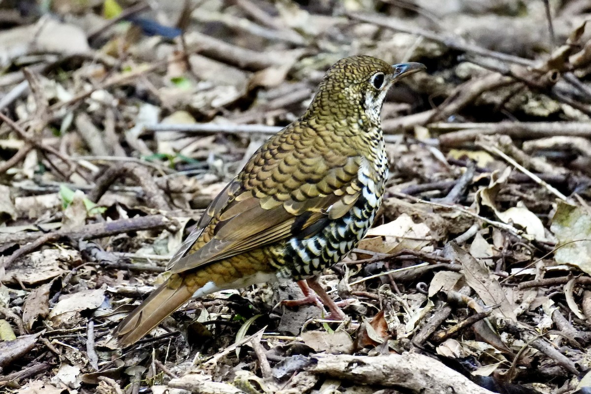 Russet-tailed Thrush - ML637686273