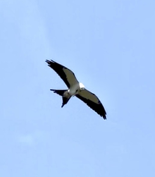 Swallow-tailed Kite - ML637686277