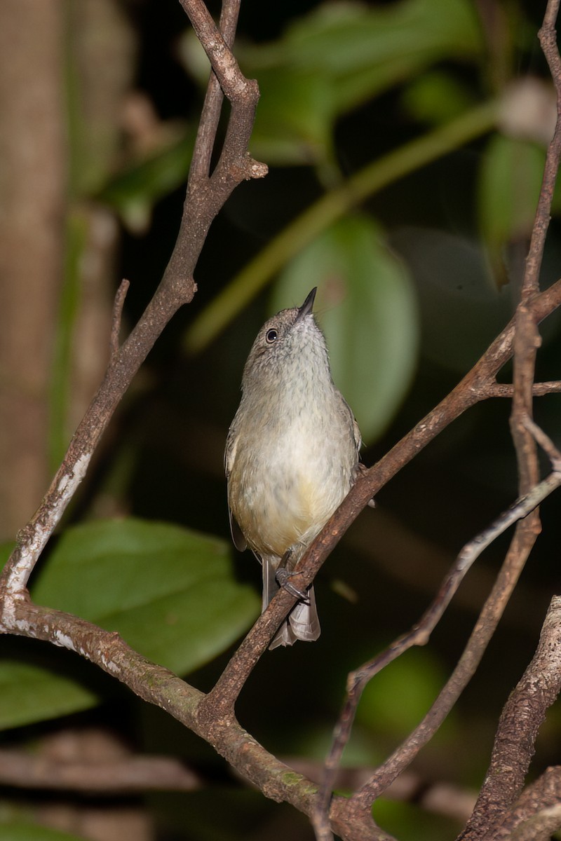 Mountain Thornbill - ML637686286