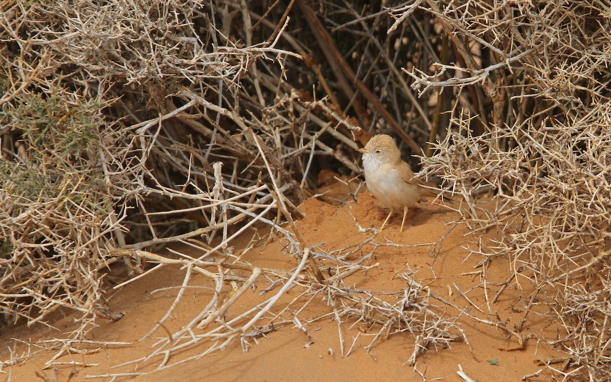 African Desert Warbler - ML63768631