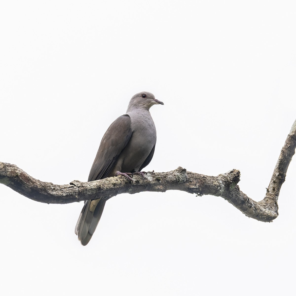 Malabar Imperial-Pigeon - ML637686327