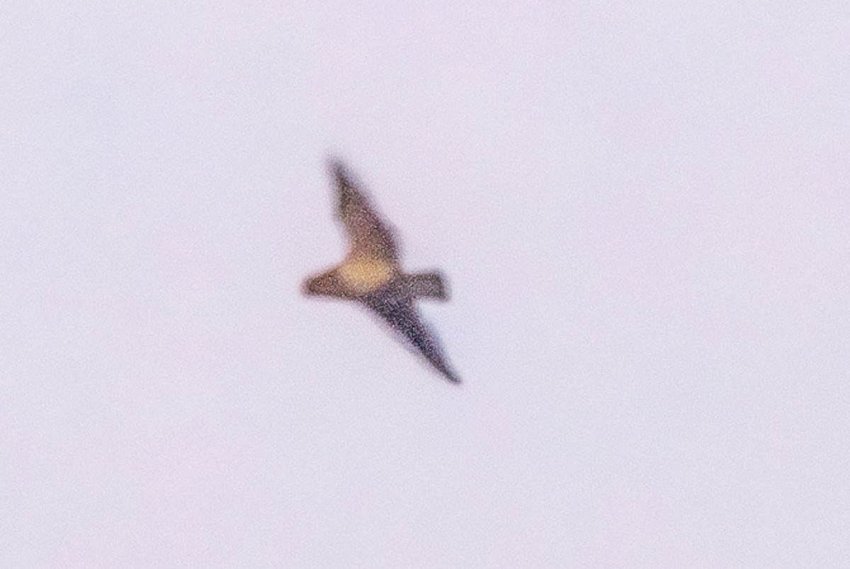 Rufous-bellied Nighthawk - ML637686336