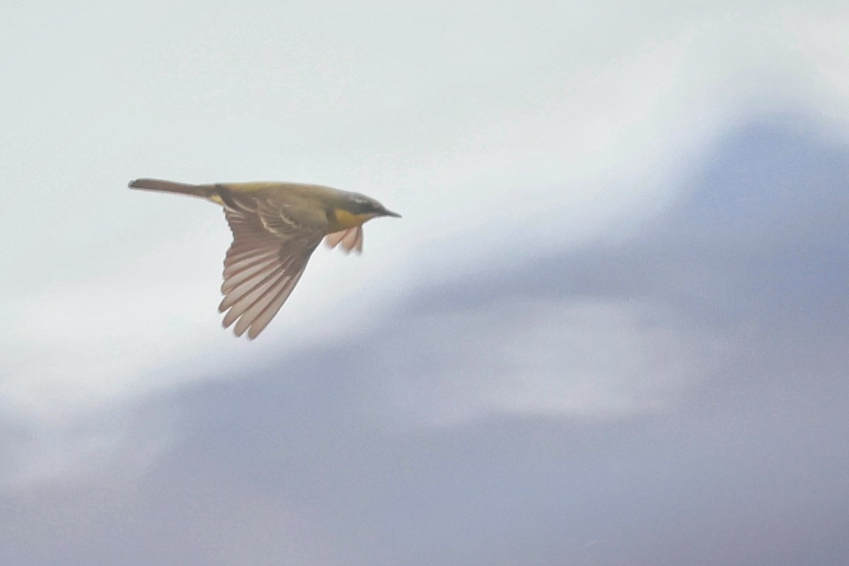 Eastern Yellow Wagtail - ML637686341