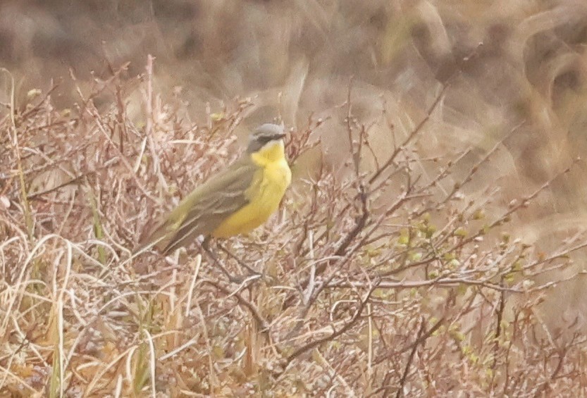 Eastern Yellow Wagtail - ML637686342