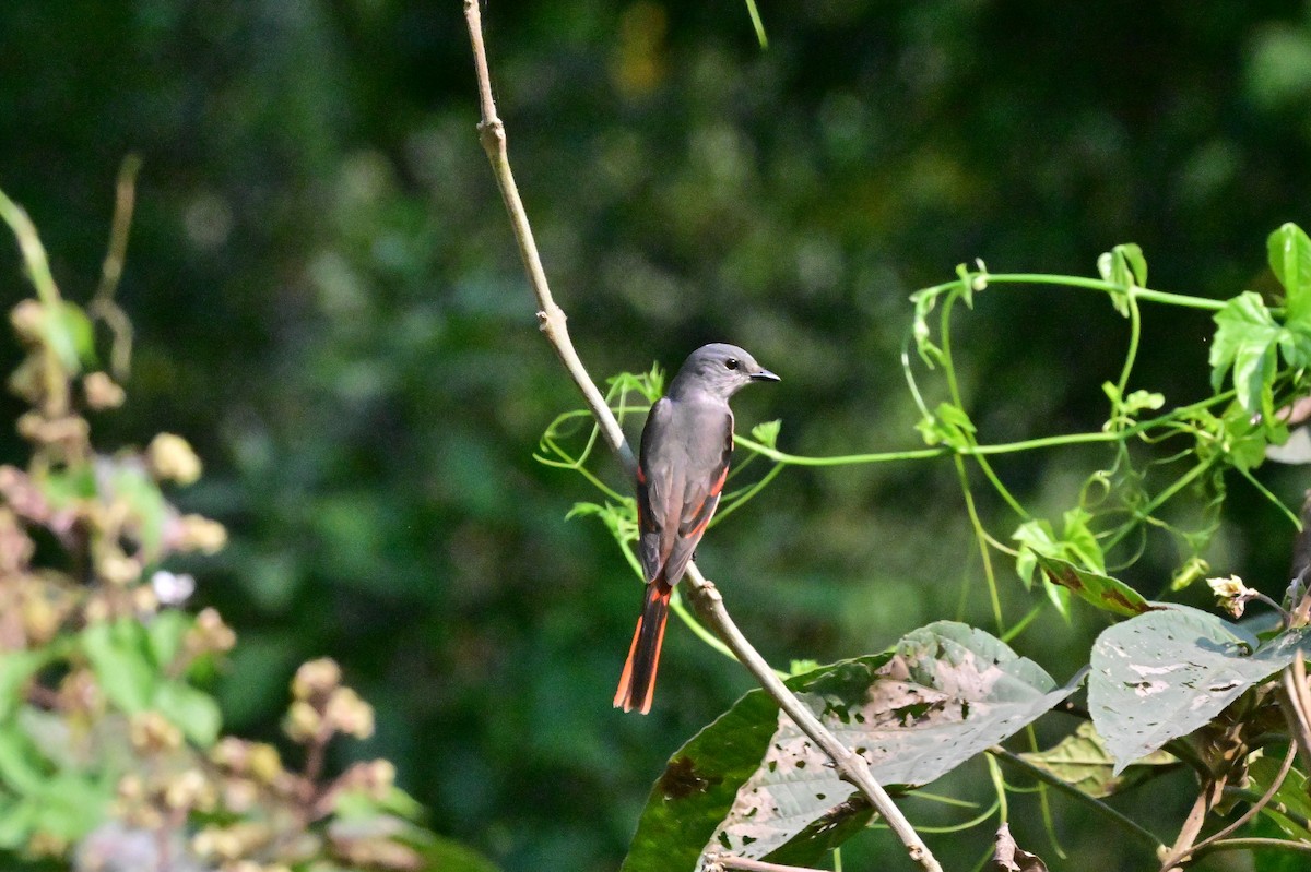 Rosy Minivet - ML637686354