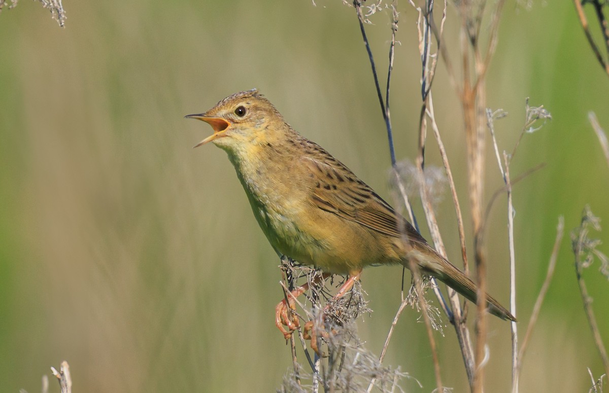 Common Grasshopper Warbler - ML637686358