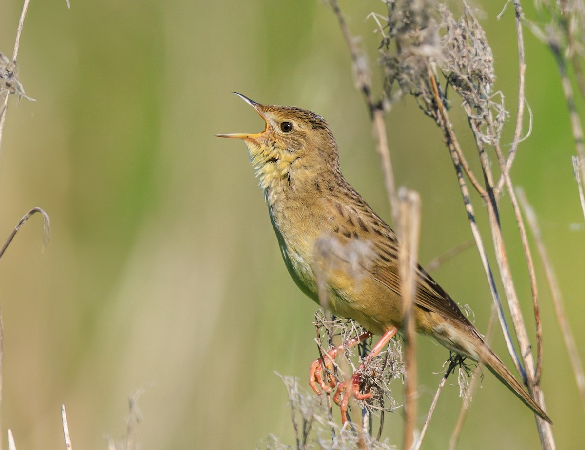 Common Grasshopper Warbler - ML637686359