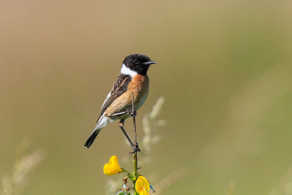 European Stonechat - ML637686374