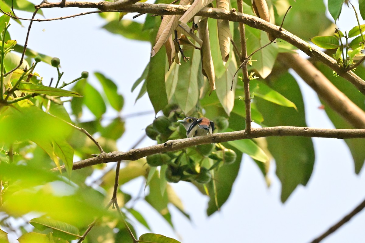Gray-lored Broadbill - ML637686380
