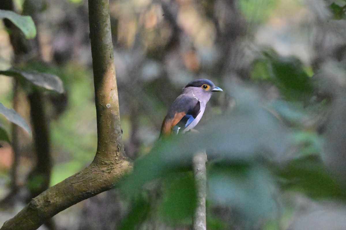 Gray-lored Broadbill - ML637686381