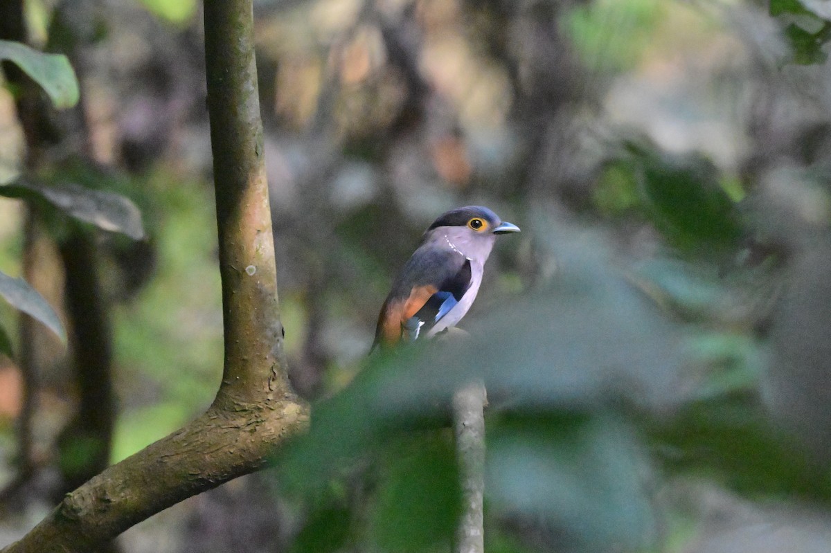 Gray-lored Broadbill - ML637686383