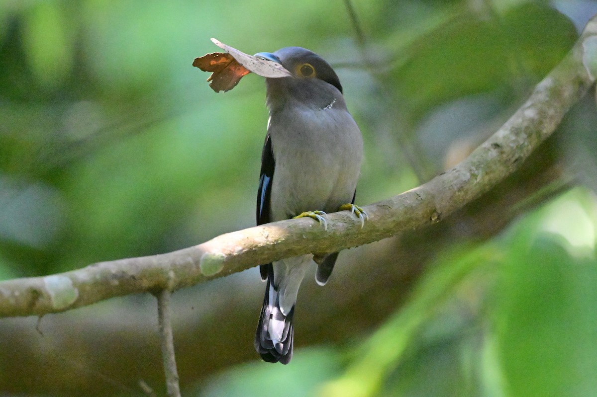 Gray-lored Broadbill - ML637686384