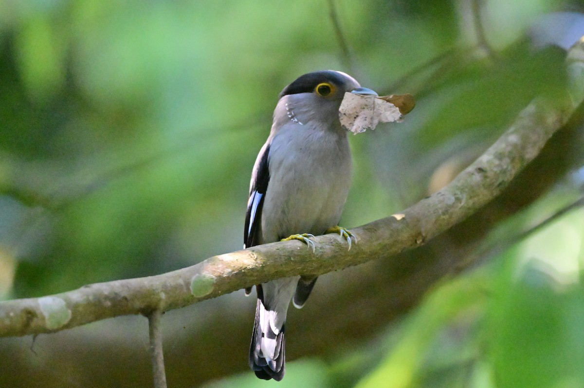 Gray-lored Broadbill - ML637686386