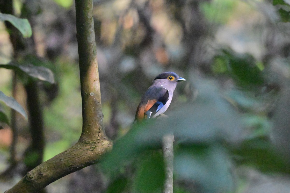 Gray-lored Broadbill - ML637686387