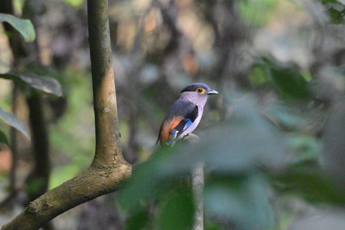 Gray-lored Broadbill - ML637686389