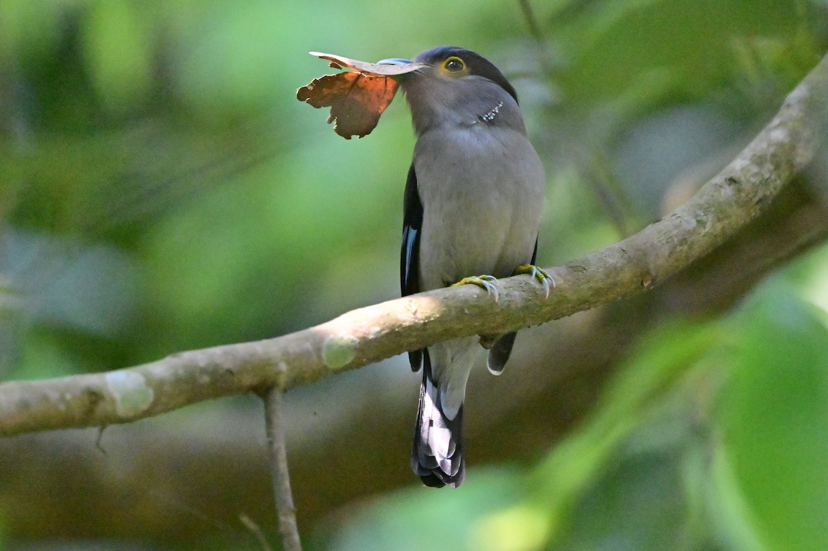 Gray-lored Broadbill - ML637686390
