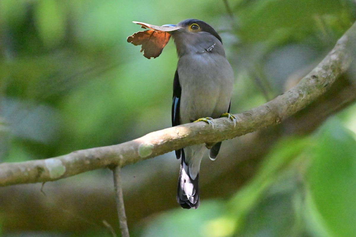 Gray-lored Broadbill - ML637686391
