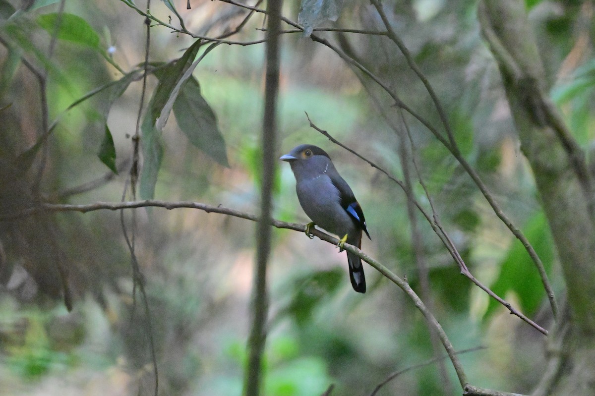 Gray-lored Broadbill - ML637686393