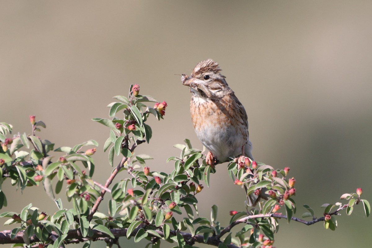 Pine Bunting - ML637686404